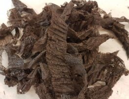 pile of bog oak wood shavings made with a plane